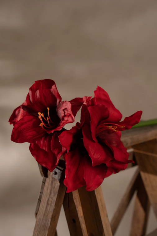 Amaryllis Rød, 65cm