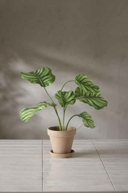 Calathea i potte, 55cm
