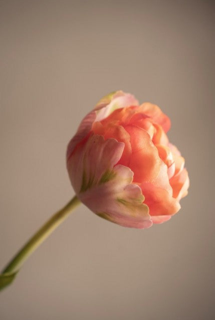 Tulipan Rosa, 67cm