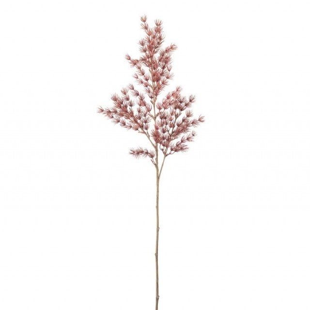 Asparagus Rød, 75cm