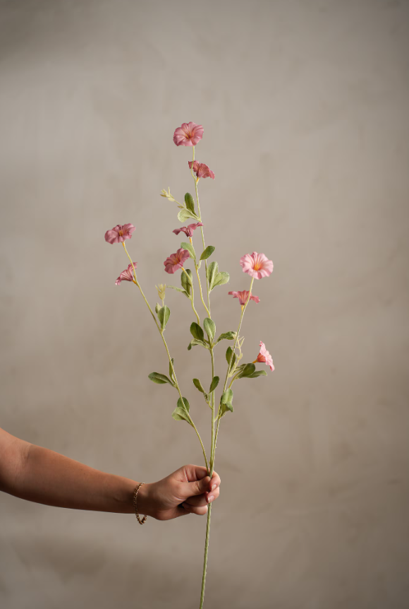 Blådaggry Rosa, 90cm