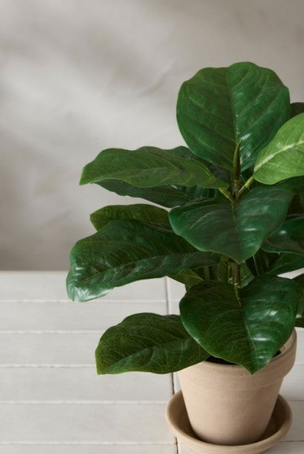 Fiolfikus i potte, 40cm