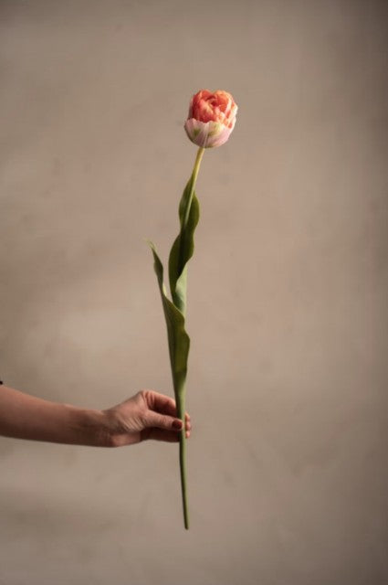 Tulipan Rosa, 67cm