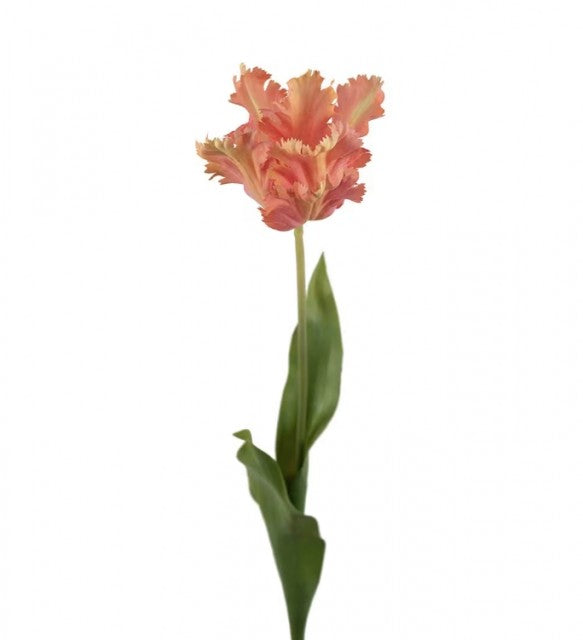 Tulipan Aprikos, 70cm