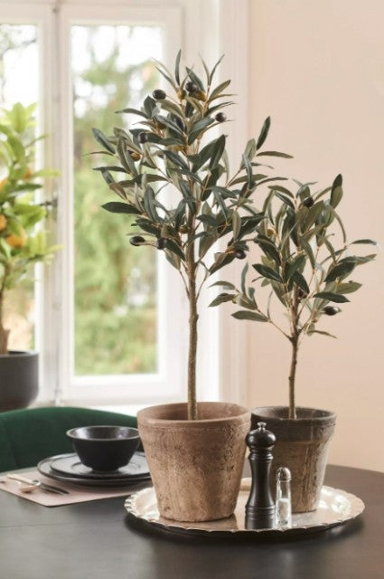 Oliventre i potte, 55cm