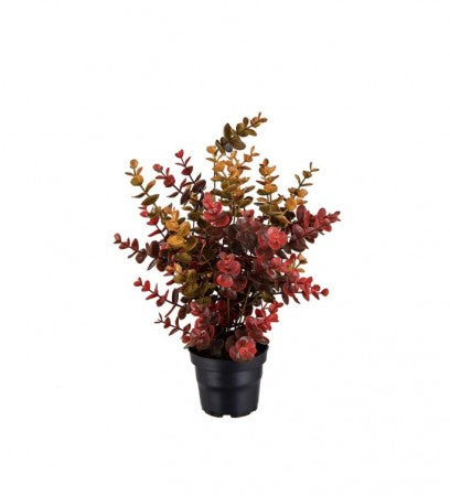 Eucalyptus i potte multifarget, 40cm